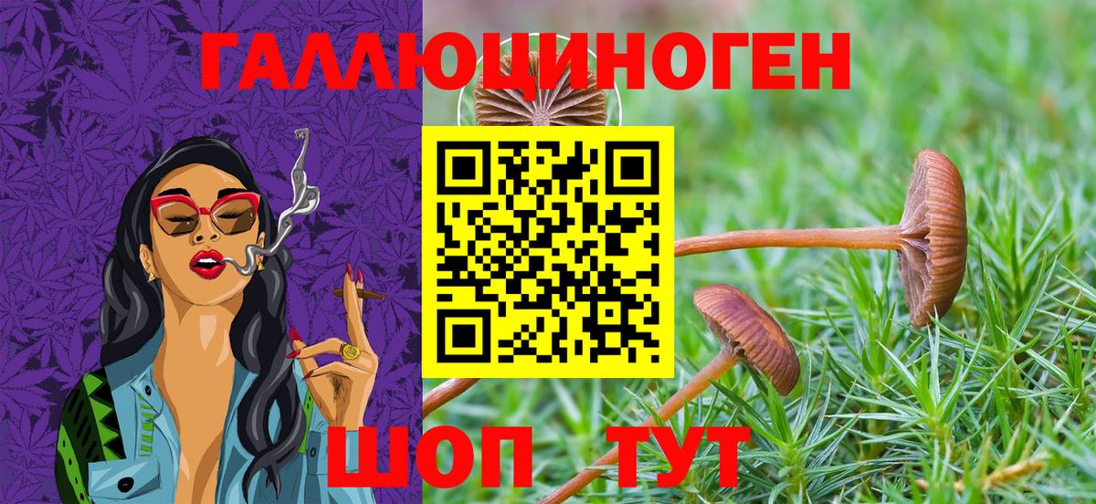 Галлюциногенные грибы Psilocybine cubensis Дальнегорск